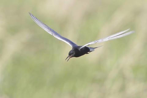 Black Tern (Chlidonias niger) flying, Manitoba, Canada