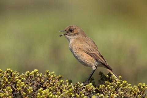 Sickle-winged Chat (Emarginata sinuata) singing from bush, Sani Pass, Lesotho