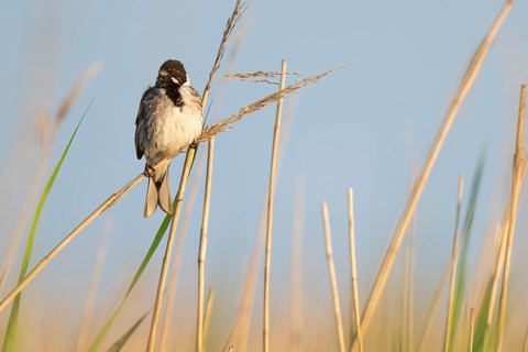 Reed bunting (Emberiza schoeniclus), male sitting on a reed, animal portrait, Bagges Dæmning,
