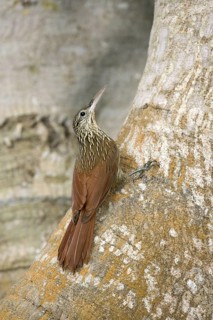 Ivory-billed Woodcreeper Xiphorhynchus flavigaster Sayulita, Nayarit, Mexico 1 April Adult