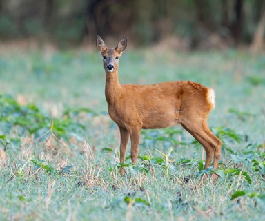 Roe deer (Capreolus capreolus), doe standing in a field, field and looking attentively, wildlife,