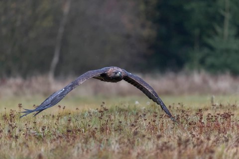One golden eagle (Aquila chrysaetos) flying over a meadow during snow fall. A forest in the