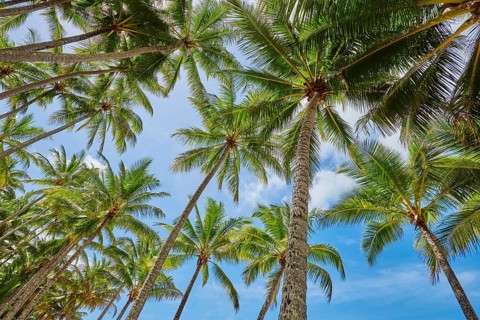Landscape of Clifton Beach with coconut palms in spring, Queensland Australia