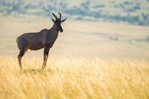 A solitary antelope stands tall in the golden expanse of the savannah, showcasing its majestic
