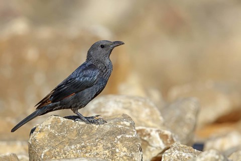 Tristram's starling, (Onychognathus tristramii), animals, birds, starling, starlings, Jabal Samhan,