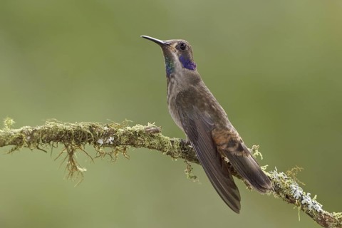 Brown Violetear (Colibri delphinae), Ecuador