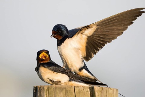 Two barn swallows (Hirundo rustica) mating on a post, male with outstretched wings, Hesse, Germany