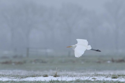 Great Egret (Ardea alba) flying, Netherlands