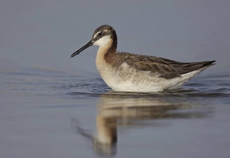 Wilson's Phalarope (Phalaropus tricolor), Montana, USA