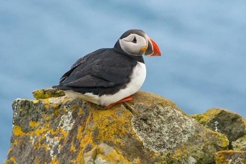 Atlantic Puffin (Fratercula arctica) on cliff, Iceland