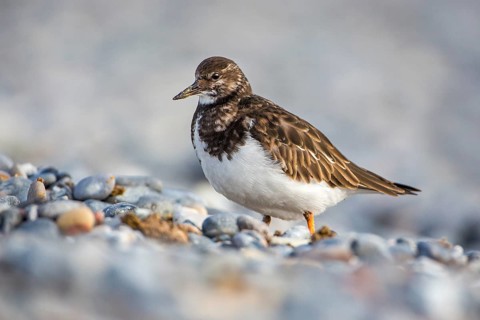 Ruddy Turnstone (Arenaria interpres), Schleswig-Holstein, Germany