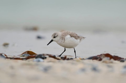 Sanderling (Calidris alba) on the beach, Düne, Helgoland, Schleswig-Holstein, Germany
