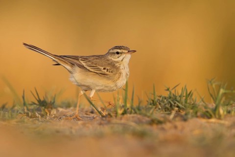 Tawny Pipit - Brachpieper - Anthus campestris, Oman