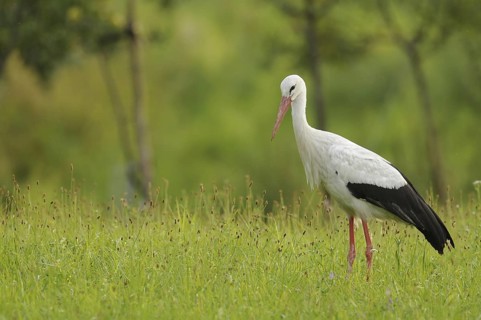 White Stork (Ciconia ciconia), Baden-Wuerttemberg, Germany