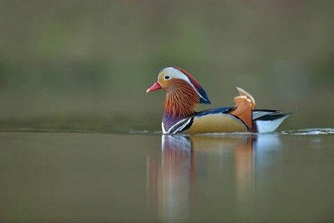 Mandarin Duck (Aix galericulata) male, North Rhine-Westphalia, Germany