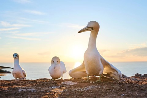 Northern gannet (Morus bassanus) courts a female in the colony at sunset with the sea in the