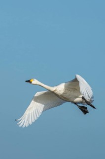 Tundra Swan, Bewick's Swan, Cygnus columbianus in flight at winter in Slimbridge, England, United