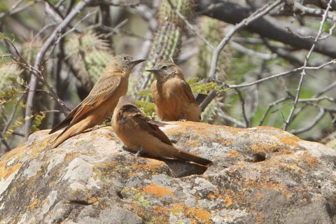 Cliff Flycatcher (Hirundinea ferruginea) perched on a rock in Bolivia, South America