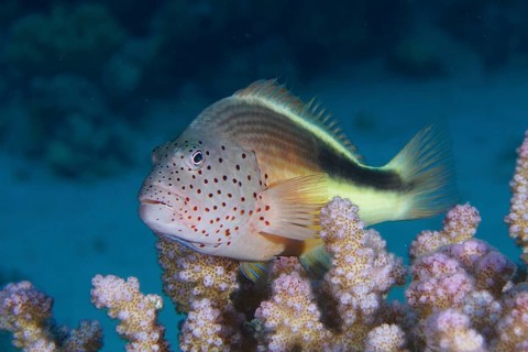 Black-sided hawkfish (Paracirrhites forsteri)