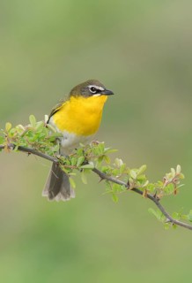 Yellow-breasted Chat (Icteria virens) perched on a branch, Texas, USA
