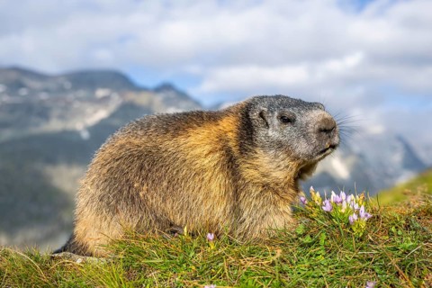 Alpine marmot (Marmota marmota) in autumn, Grossglockner, High Tauern National Park, Austria