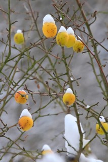 Winter, apple tree, Germany