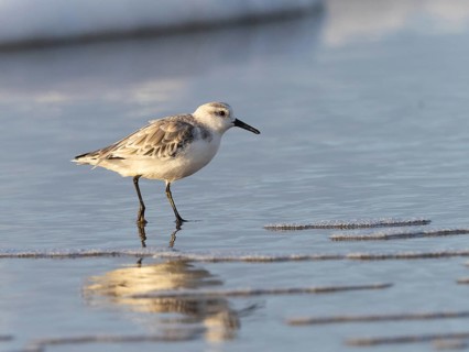 Sanderling (Calidris alba), walking along the beach at low tide in autumn, island of Texel, Holland