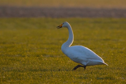Whooper Swan (Cygnus cygnus), North Rhine-Westphalia, Germany