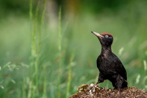 Black woodpecker (Dryocopus martius), male on forest, Castile and Leon, Spain