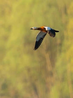 Ruddy shelduck (Tadorna ferruginea), male in flight, wildlife, Lower Saxony, Germany