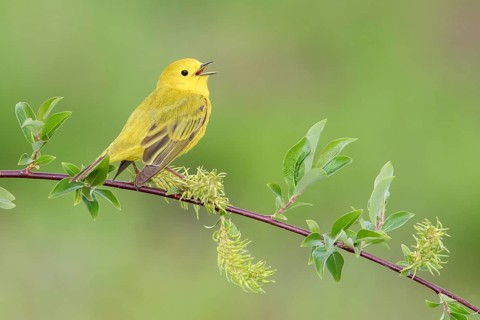 American Yellow Warbler (Setophaga aestiva) male singing from a branch, Texas, USA