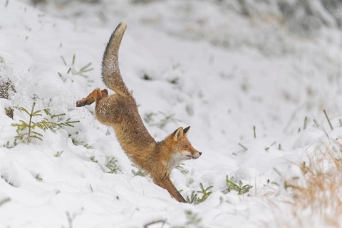 Red fox (Vulpes vulpes), leaping through snowy terrain in a wintery forest setting, Czech Republic