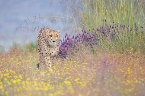 Cheetah (Acinonyx jubatus) walking in flowering meadow, Castile-La Mancha, Spain