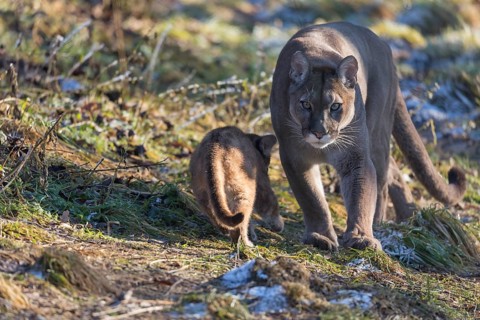 One adult male cougar, Puma concolor, walking towards photographer on green frozen grass and a
