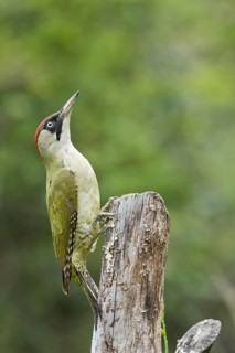 European Green Woodpecker (Picus viridis) female, Liguria, Italy