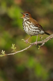 Wood Thrush (Hylocichla mustelina) perched on a branch in Ontario, Canada