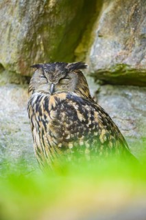 Eurasian eagle-owl (Bubo bubo) sitting on a rock in a stone wall, Bavaria, Germany