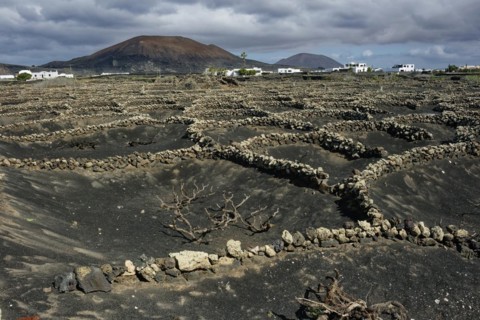 Typical viticulture in dry farming method, La Geria, Lanzarote, Canary Islands, Canary Islands,