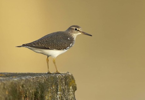 Common Sandpiper (Actitis hypoleucos), Mecklenburg-Western Pomerania, Germany