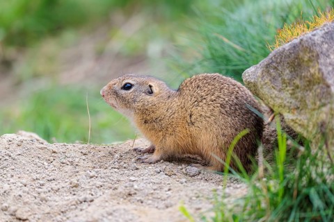 A fully grown ground squirrel (Spermophilus citellus) sits on gravel next to green vegetation on a