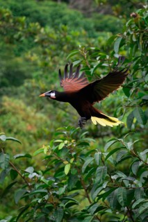 Flying Montezuma Oropendola (Psarocolius Montezuma), Costa Rica
