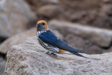 Lesser Striped Swallow (Cecropis abyssinica), South Africa