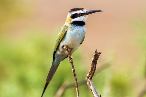 White-throated Eater (Merops albicollis), Africa, Samburu National Park, Kenya