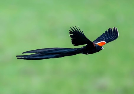 Long-tailed widowbird (Euplectes progne) in flight, South Africa