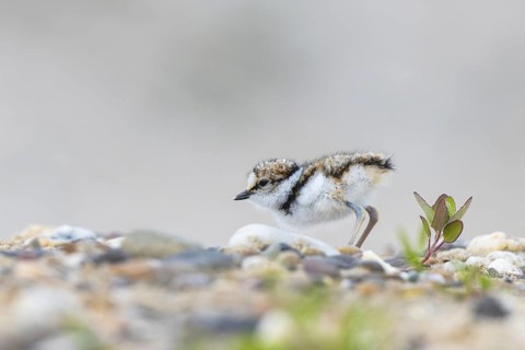 Little Ringed Plover (Charadrius dubius) chick, North Rhine-Westphalia, Germany