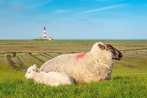 Sheep and lamb lying on a dyke at the North Sea, in the background the lighthouse Westerheversand,