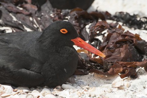 African Oystercatcher (Haematopus moquini) on beach, South Africa