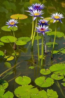 Tropical water lily (Nymphaea), Rhonda Kay, flowering, North Rhine-Westphalia, Germany