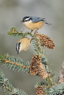 Red-breasted Nuthatch (Sitta canadensis), Alaska, USA