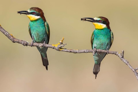 European Bee-eater (Merops apiaster) pair perched on a branch with an insect in its beak, Lesvos,
